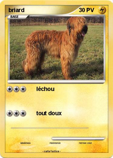 Pokemon briard