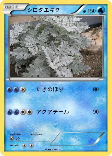 Pokemon シロタエギク
