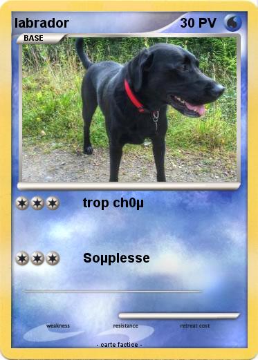 Pokemon labrador