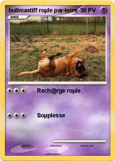 Pokemon bullmastiff roµle par-terre