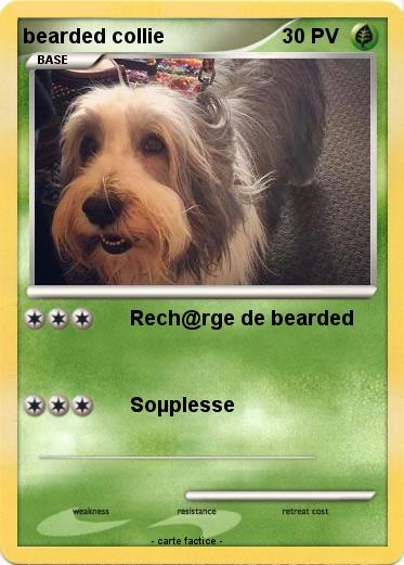 Pokemon bearded collie