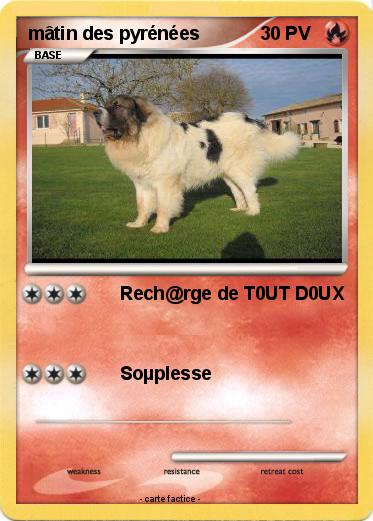 Pokemon mâtin des pyrénées