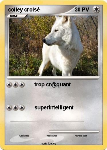 Pokemon colley croisé