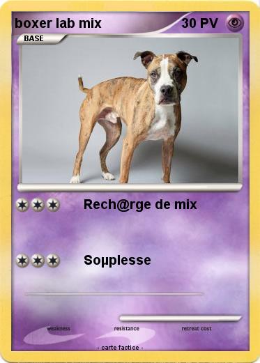 Pokemon boxer lab mix