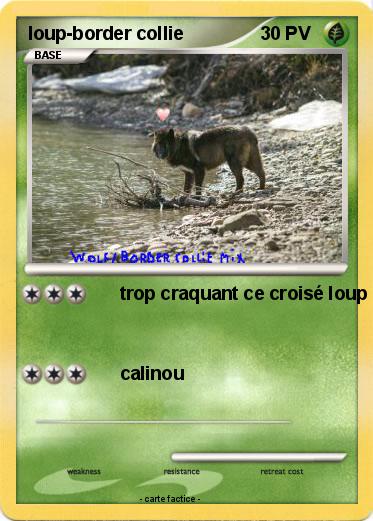 Pokemon loup-border collie