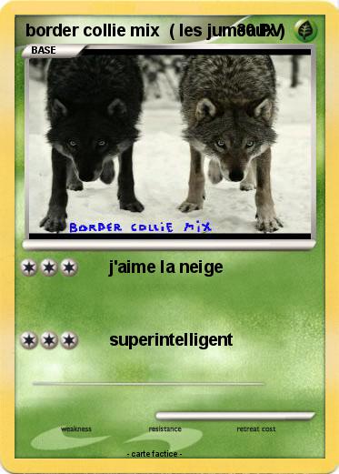 Pokemon border collie mix  ( les jumeaux )
