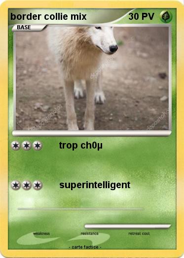 Pokemon border collie mix