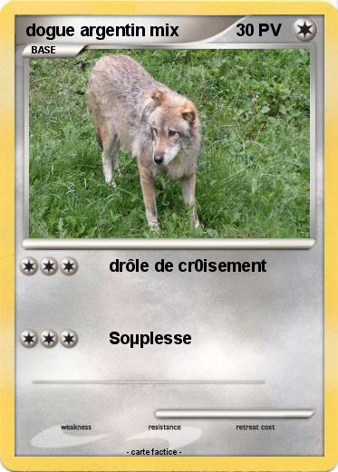 Pokemon dogue argentin mix