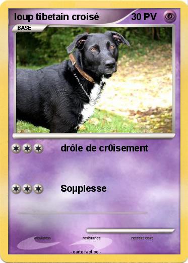 Pokemon loup tibetain croisé