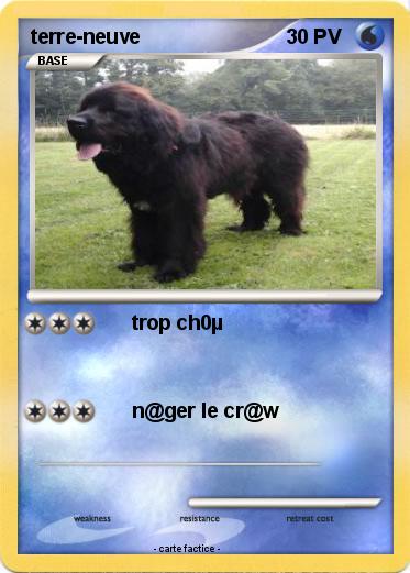 Pokemon terre-neuve