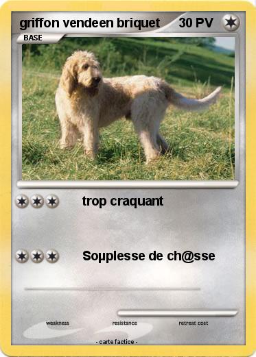 Pokemon griffon vendeen briquet