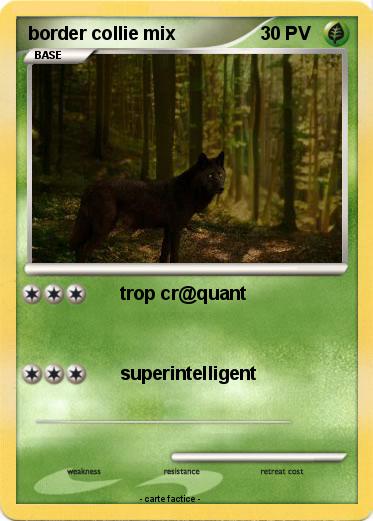 Pokemon border collie mix