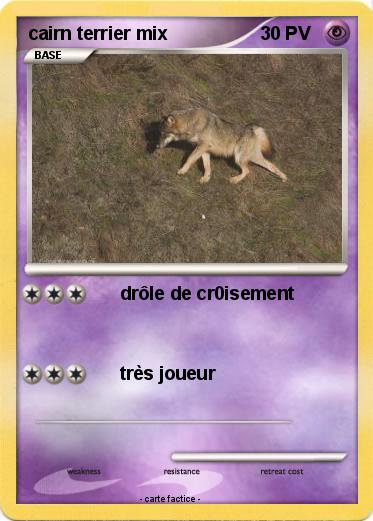 Pokemon cairn terrier mix