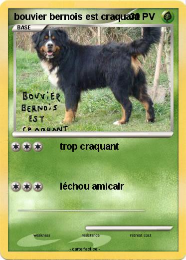 Pokemon bouvier bernois est craquant