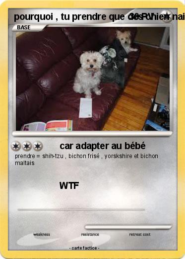 Pokemon pourquoi , tu prendre que des chien nain ?