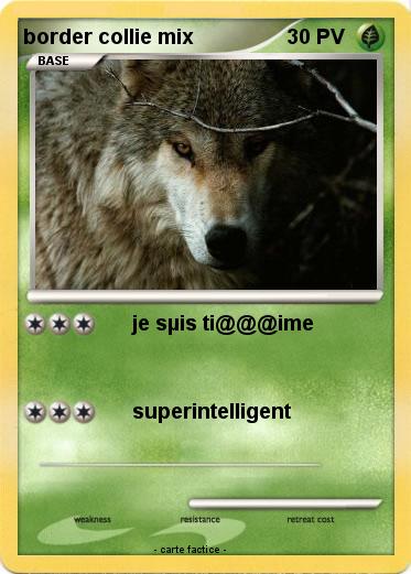Pokemon border collie mix