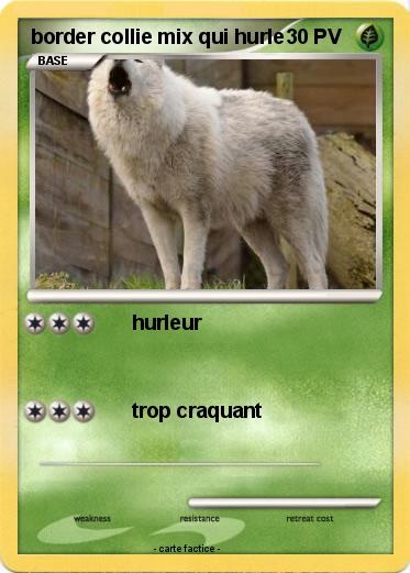 Pokemon border collie mix qui hurle