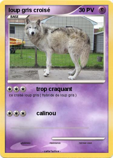 Pokemon loup gris croisé