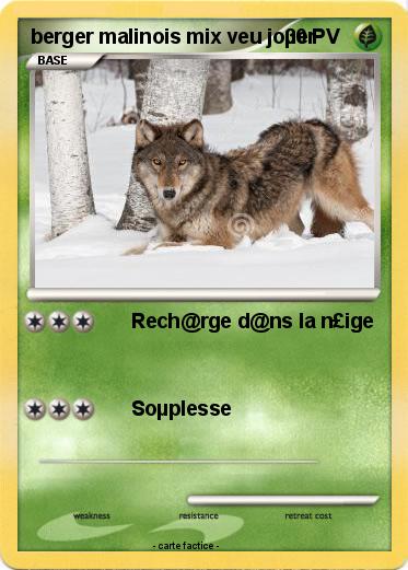 Pokemon berger malinois mix veu joµer