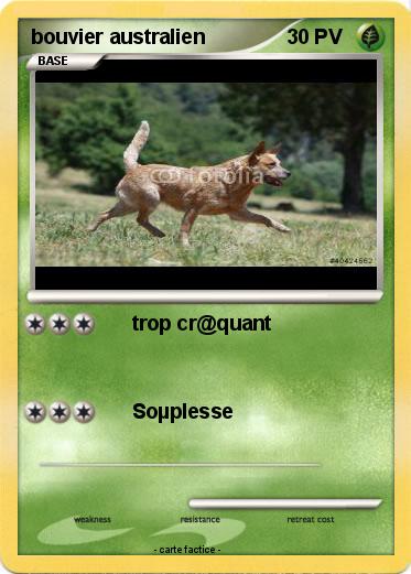 Pokemon bouvier australien