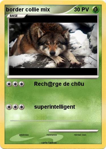 Pokemon border collie mix