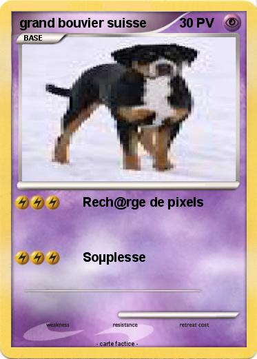Pokemon grand bouvier suisse