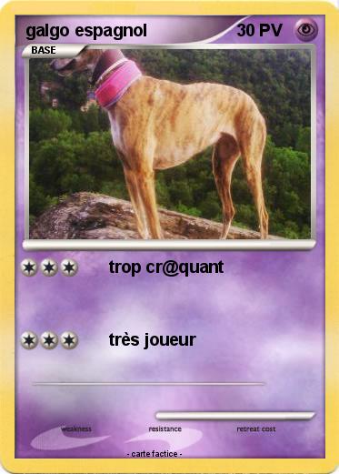 Pokemon galgo espagnol