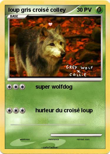 Pokemon loup gris croisé colley