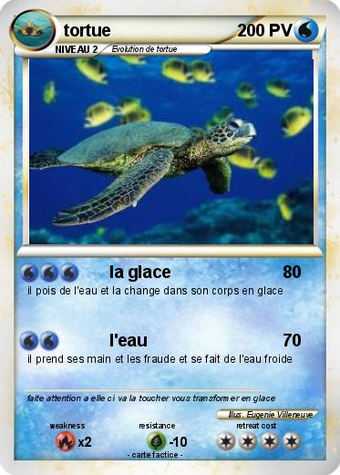 Pokemon tortue