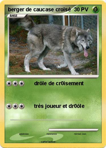 Pokemon berger de caucase croisé