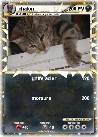 Pokemon chaton