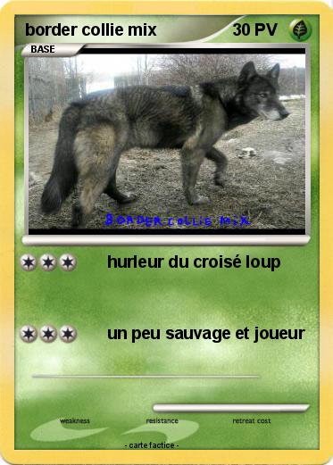 Pokemon border collie mix