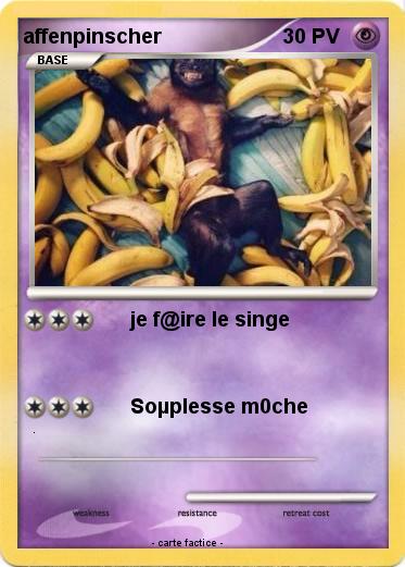 Pokemon affenpinscher