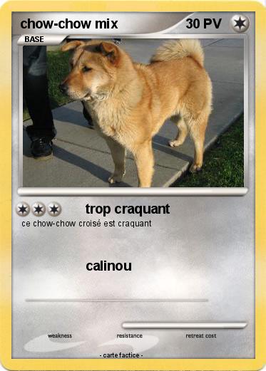 Pokemon chow-chow mix