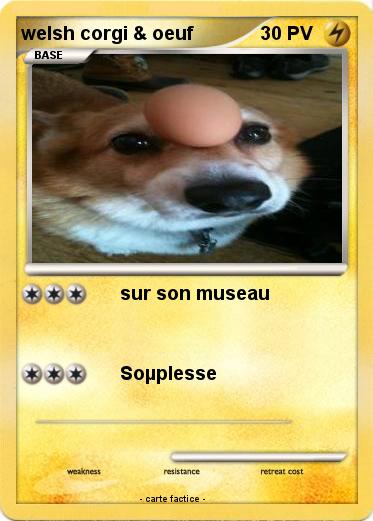 Pokemon welsh corgi & oeuf