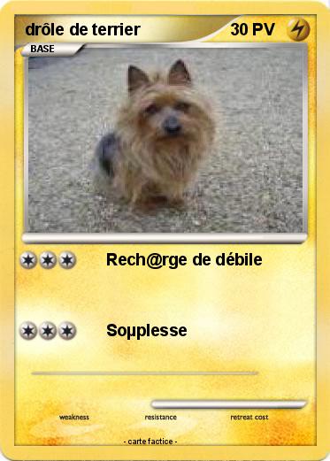 Pokemon drôle de terrier
