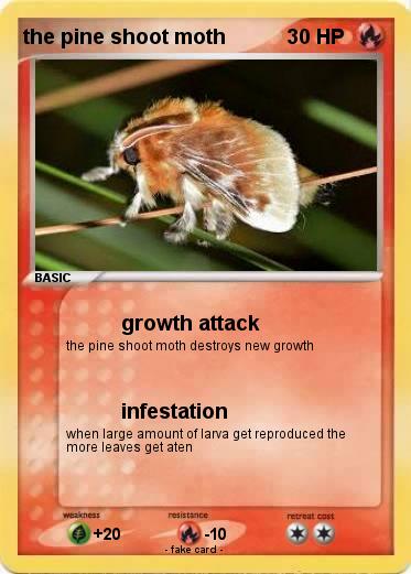 Pokemon the pine shoot moth