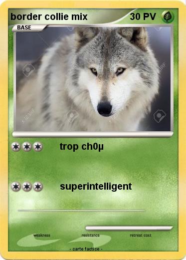 Pokemon border collie mix