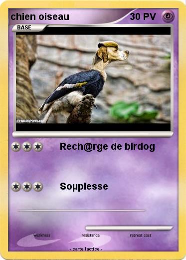 Pokemon chien oiseau