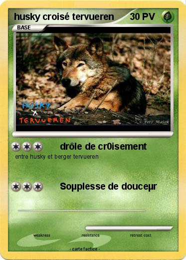 Pokemon husky croisé tervueren