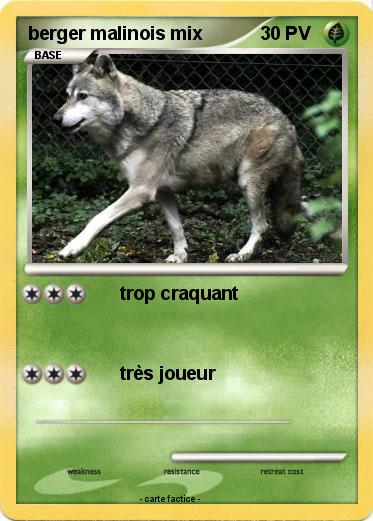 Pokemon berger malinois mix