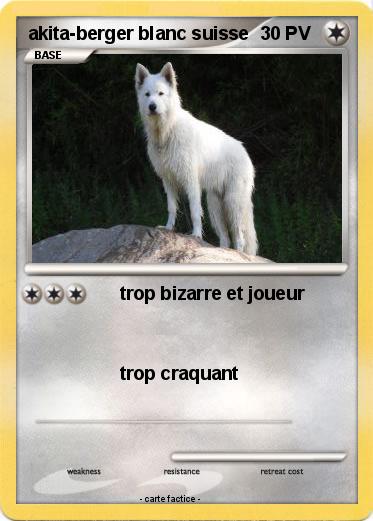 Pokemon akita-berger blanc suisse
