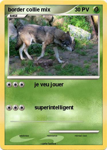 Pokemon border collie mix