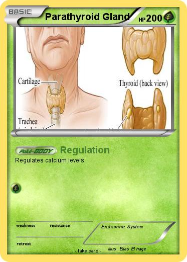 Pokemon Parathyroid Gland