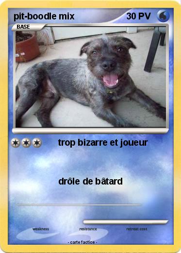 Pokemon pit-boodle mix