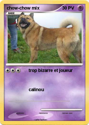 Pokemon chow-chow mix