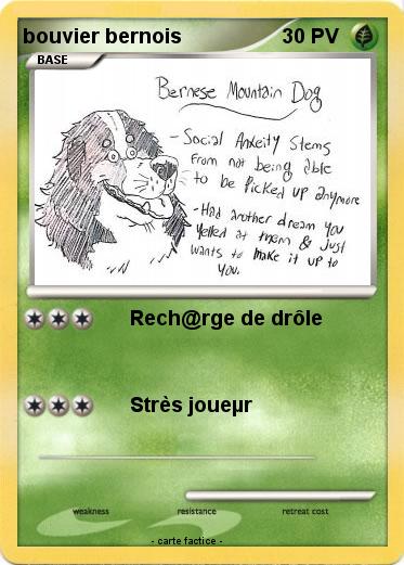 Pokemon bouvier bernois
