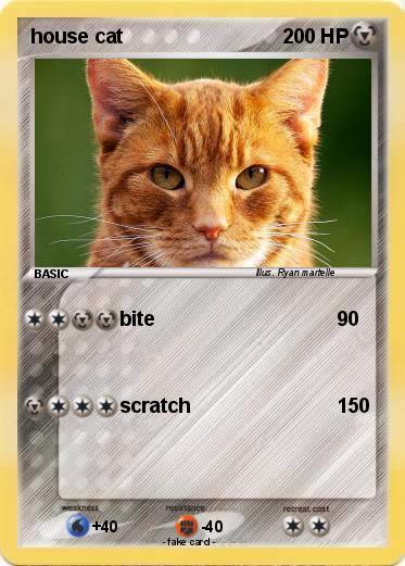 Pokemon house cat