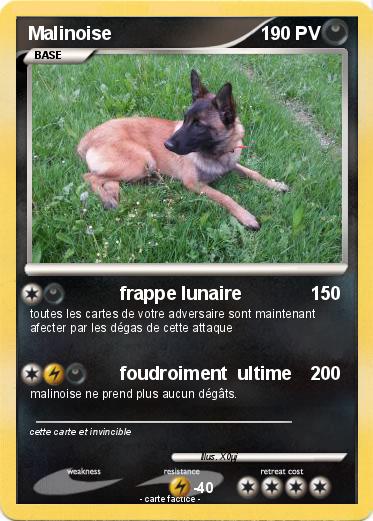 Pokemon Malinoise