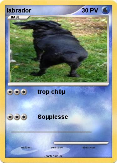Pokemon labrador